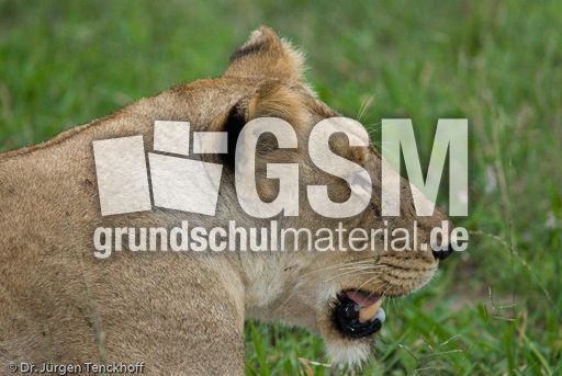 Löwen (64 von 69).jpg